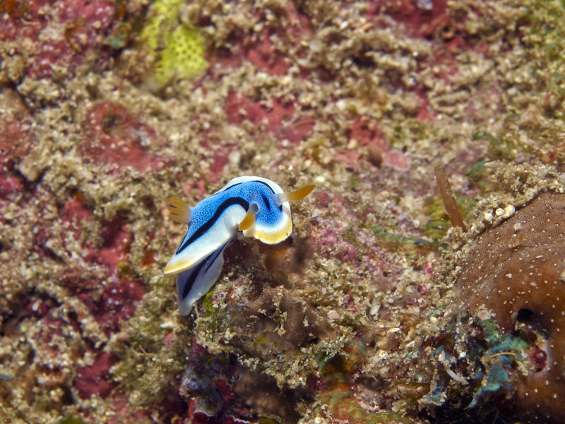 Nudibranch, La Laguna Point